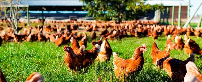 Qualité Forme granulaire de la couche C5232k de Chelatrix Un service