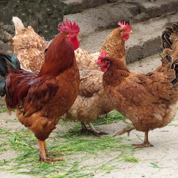 Good Fluidity Zinc Sulfate Zinc Sulfate ZnSo4 H20 White Powder