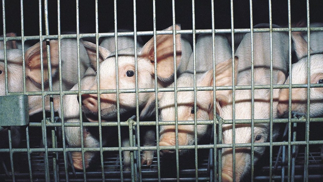 Strong Antibacterial Powder ZnO Zinc Oxide Lotus Zinc For Feed Additives