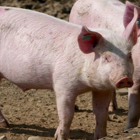 Mn2 15% Gly 19% Manganese Glycine Chelate Crystalline Powder C2H5NO6SMn